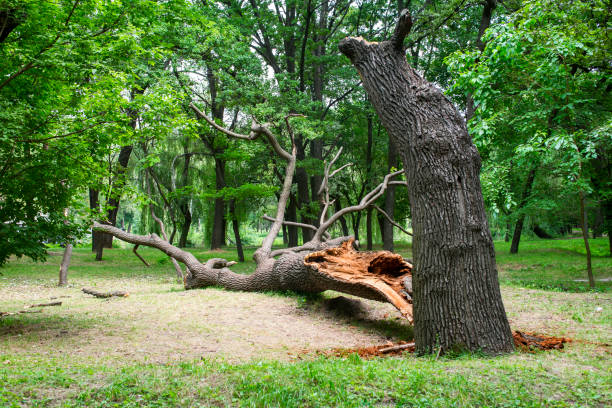 Best Utility Line Clearance  in Wakeeney, KS